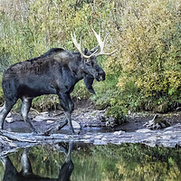 Buy canvas prints of Bull Moose near the Beaver's Lodge at Maroon Lake, No. 2 by Belinda Greb