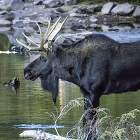 Buy canvas prints of Bull Moose Contemplating Where to Go by Belinda Greb