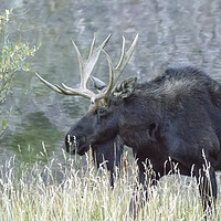 Buy canvas prints of Bull Moose Walking Alongside Maroon Lake, No. 1 by Belinda Greb