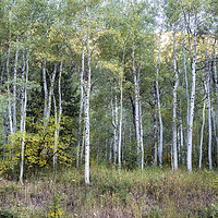 Buy canvas prints of Aspens Along the Road to Maroon Bells, No. 1 by Belinda Greb