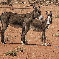 Buy canvas prints of Donkeys in Damaraland by Belinda Greb