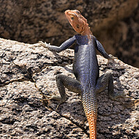 Buy canvas prints of Closer View of a Male Namib Rock Agama by Belinda Greb