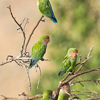 Buy canvas prints of Wild Parrots by the Pool by Belinda Greb