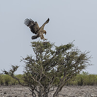 Buy canvas prints of Tawny Eagle Landing on Tree by Belinda Greb