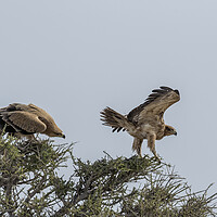 Buy canvas prints of Two Tawny Eagles in a Tree, No. 1 by Belinda Greb