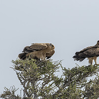Buy canvas prints of Two Tawny Eagles in a Tree, No. 2 by Belinda Greb