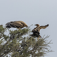 Buy canvas prints of Two Tawny Eagles in a Tree, No. 3 by Belinda Greb