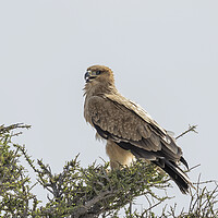 Buy canvas prints of Tawny Eagle on a Tree, No. 2 by Belinda Greb