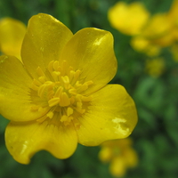 Buy canvas prints of Best Buttercup by Martin Howard