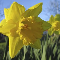 Buy canvas prints of Now Thats A Daffodil by Martin Howard