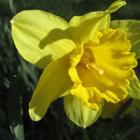 Buy canvas prints of Daffodil In The Sun by Martin Howard