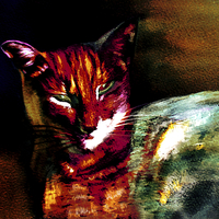 Buy canvas prints of Lucifer Sam Tiger Cat by Martin Howard