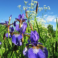Buy canvas prints of Summer Irises by Martin Howard
