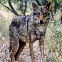 Buy canvas prints of Iberian Wolf by Richard Cruttwell