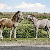 Buy canvas prints of New Forest Ponies by Richard Cruttwell