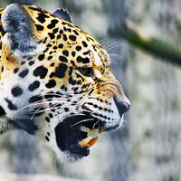 Buy canvas prints of Chinese Leopard by Richard Cruttwell