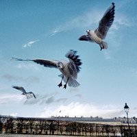 Buy canvas prints of Seagulls in Paris by Richard Cruttwell