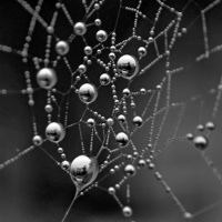 Buy canvas prints of Spiders Web by Richard Cruttwell