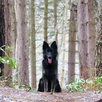 Buy canvas prints of Dog in the Forest by Richard Cruttwell