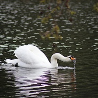 Buy canvas prints of Swan in Kew Gardens by Richard Cruttwell