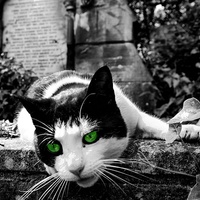 Buy canvas prints of Cat in Highgate Cemetery. by Richard Cruttwell