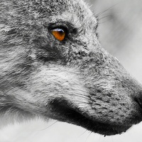 Buy canvas prints of European Wolf by Richard Cruttwell