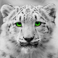 Buy canvas prints of Snow Leopard Cub by Richard Cruttwell