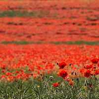 Buy canvas prints of Field of Poppies by Richard Cruttwell