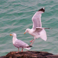 Buy canvas prints of Seagulls in St Ives by Richard Cruttwell