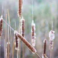Buy canvas prints of Bulrushes in Winter by Richard Cruttwell