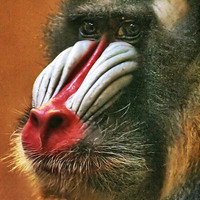 Buy canvas prints of Mandrill by Richard Cruttwell