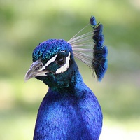 Buy canvas prints of Peacock by Richard Cruttwell