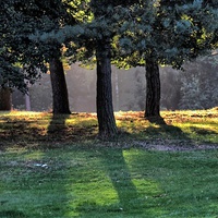 Buy canvas prints of Sunlight Through Trees by Richard Cruttwell