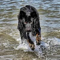 Buy canvas prints of Dog playing in the sea by Richard Cruttwell