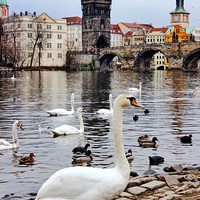 Buy canvas prints of River Vltava, Prague by Richard Cruttwell