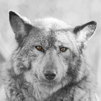 Buy canvas prints of European Wolf by Richard Cruttwell