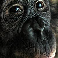 Buy canvas prints of  Chimpanzee by Richard Cruttwell