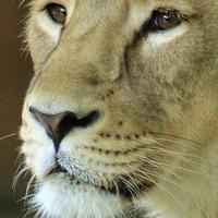 Buy canvas prints of  Lioness by Richard Cruttwell
