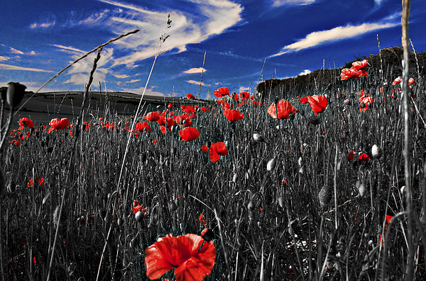 Red Poppy and Blue Sky Picture Board by Scott Anderson