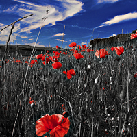 Buy canvas prints of Red Poppy and Blue Sky by Scott Anderson