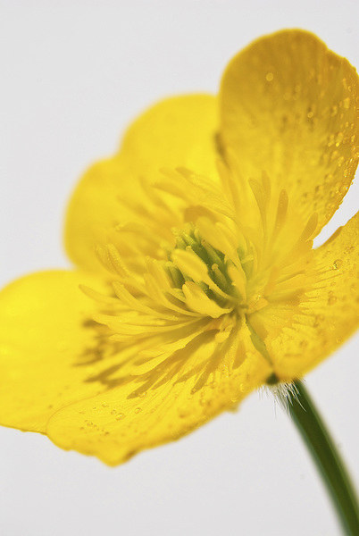 Yellow Buttercup Picture Board by Scott Anderson