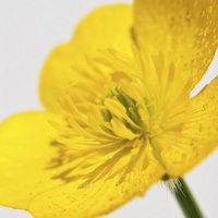 Buy canvas prints of Yellow Buttercup by Scott Anderson