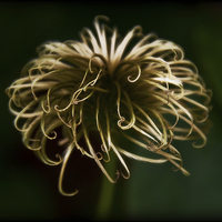 Buy canvas prints of Clematis by Scott Anderson