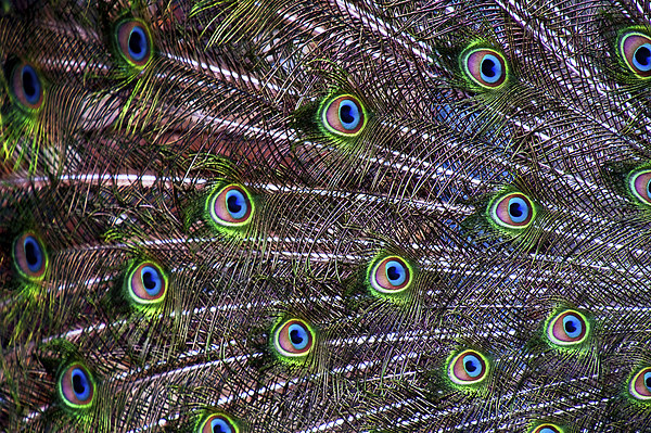 Peacock Feathers Picture Board by Scott Anderson
