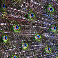 Buy canvas prints of Peacock Feathers by Scott Anderson