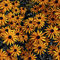 Buy canvas prints of Daisy Flowers by Scott Anderson