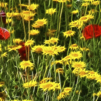 Buy canvas prints of Field of Flowers by Scott Anderson
