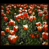 Buy canvas prints of Dream of Tulips by Scott Anderson