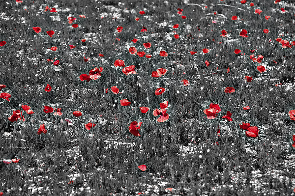Poppy Field Picture Board by Scott Anderson