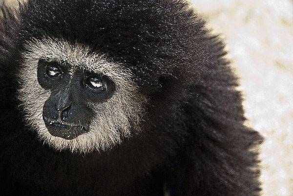 Gibbon Picture Board by Scott Anderson